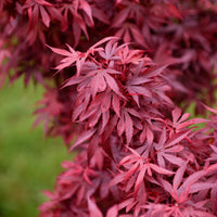 Japanischer Ahorn 'Shaina' - Acer palmatum shaina