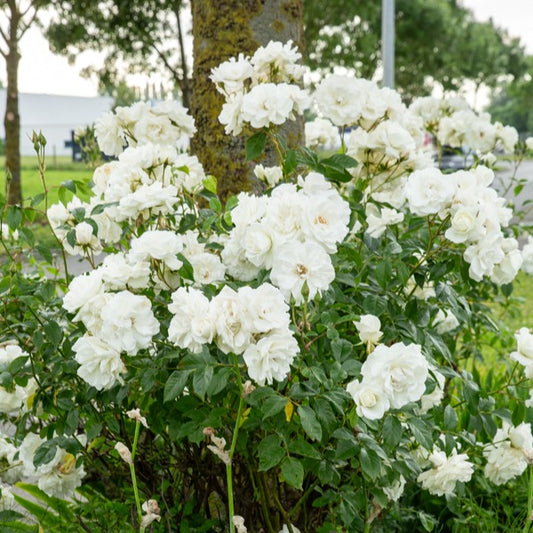 Stockrose Korbin - Bakker