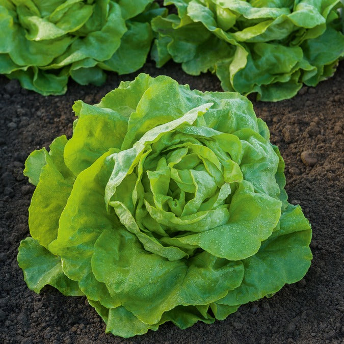 Kopfsalat Appia - Bakker