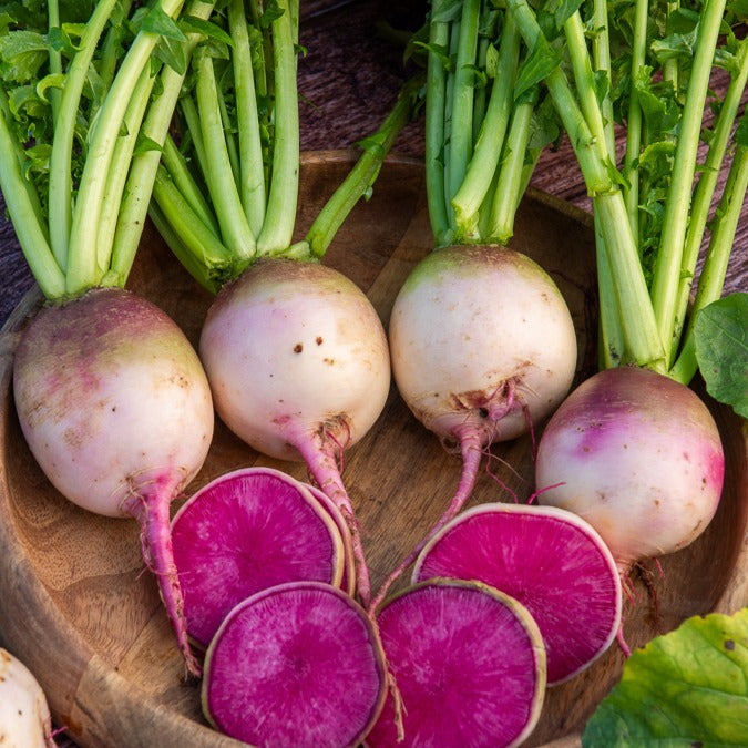 Saatgut Rettich 'Red Meat' - Raphanus sativus red meat