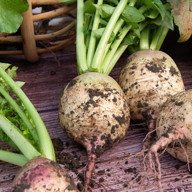 Saatgut Rettich 'Red Meat' - Raphanus sativus red meat