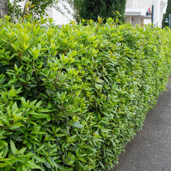Lorbeerstrauch (Laurus nobilis) - Winterhart