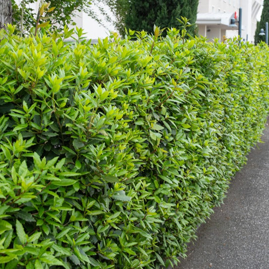 Lorbeerstrauch (Laurus nobilis) - Winterhart - Bakker