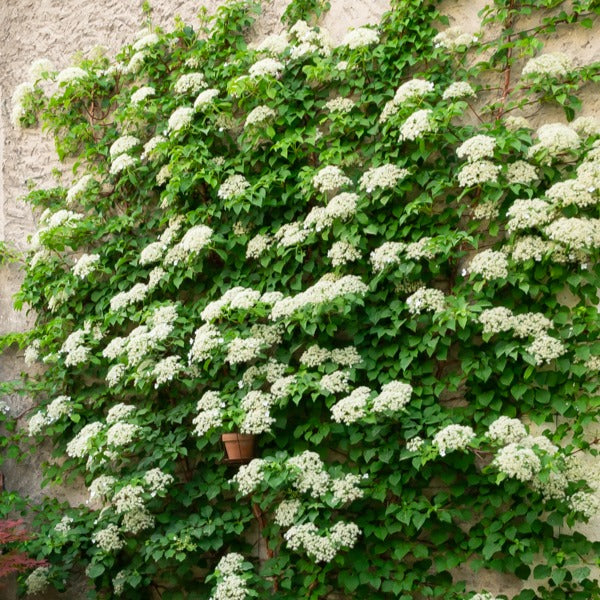 Kletterhortensie