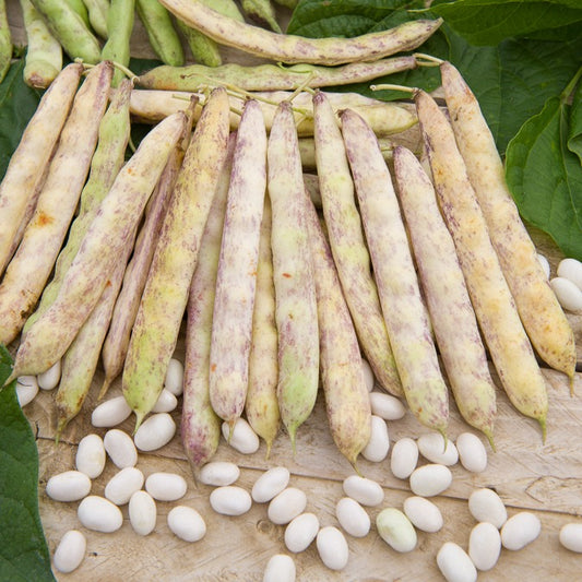 Buschbohne Cocagne - Bakker