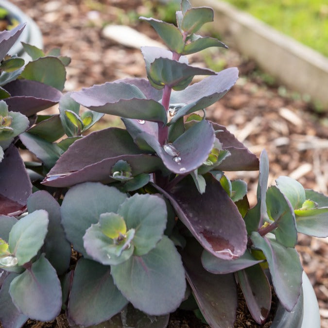 Sedum Blue Pearl - Sedum Blue Pearl - Bakker