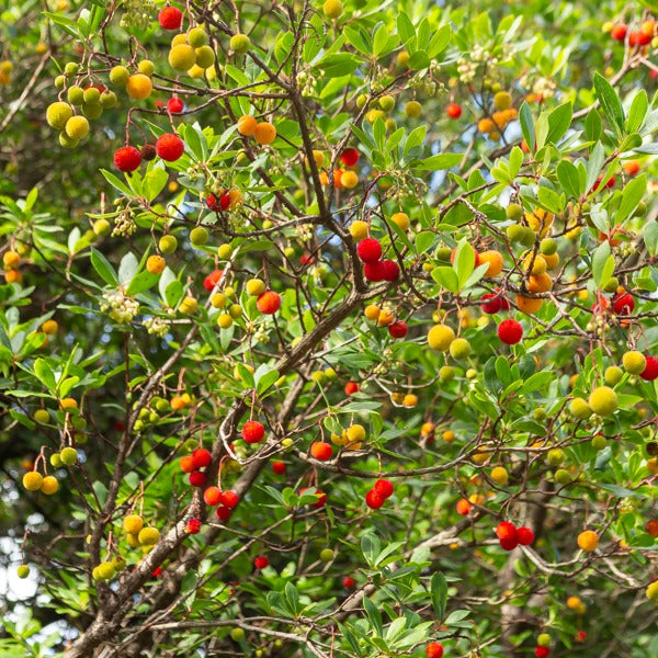 Verkauf Erdbeerbaum