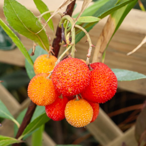 Immergrüne Sträucher - Erdbeerbaum - Arbutus unedo