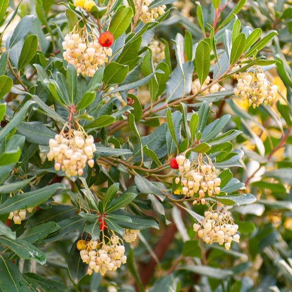 Verkauf Erdbeerbaum - Arbutus unedo