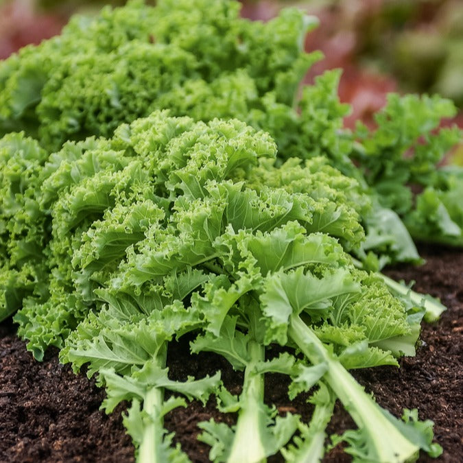 saatgut grünkohl Saatgut Grünkohl halbhoch - Brassica oleracea vert demi nain