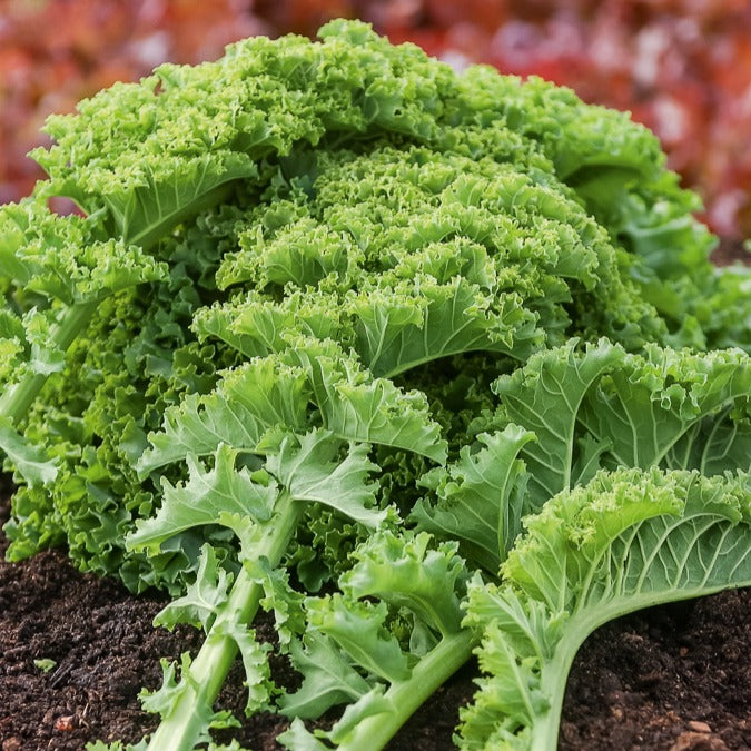 Saatgut Grünkohl halbhoch - Brassica oleracea vert demi nain