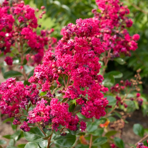 lagerstroemia düngen Kreppmyrte 'Braise d'Été®' - Lagerstroemia indica braise d'été® 'indybra'
