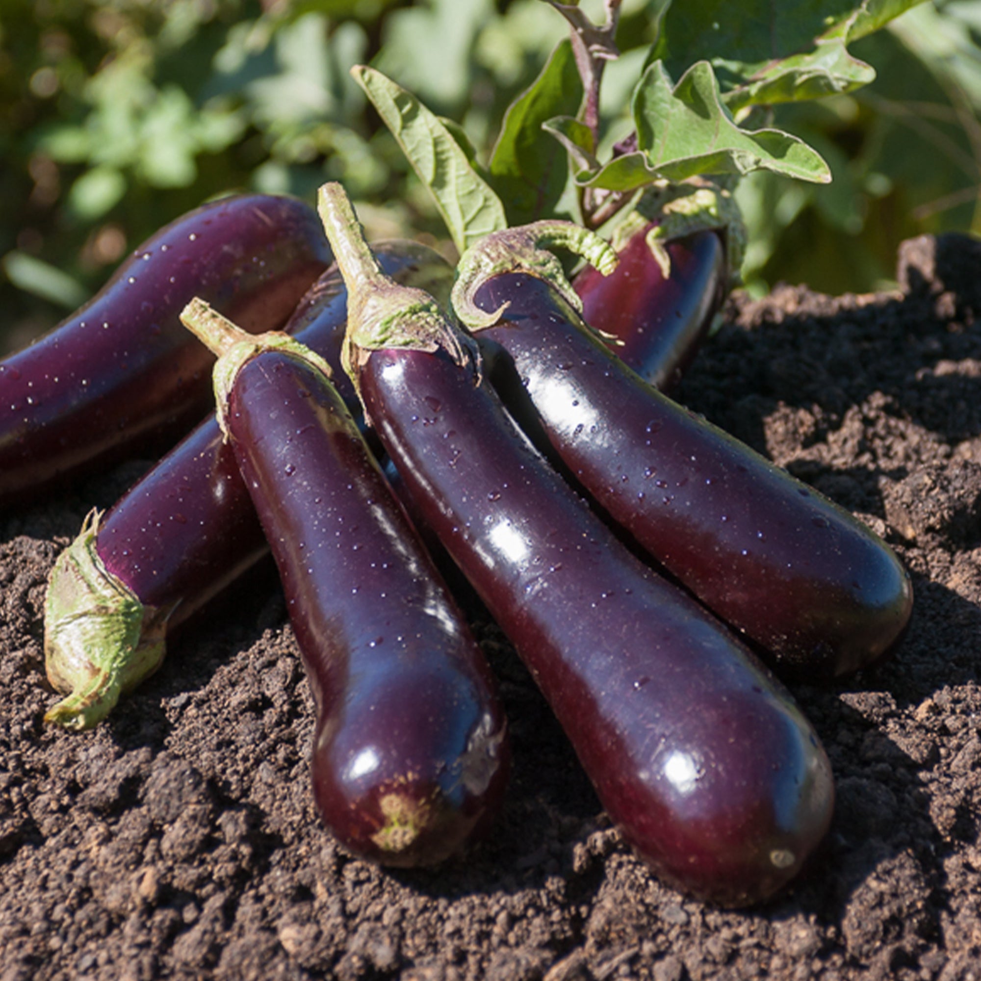 Saatgut Aubergine 'Violette de Barbentane' - Solanum melongena violette de  Barbentane