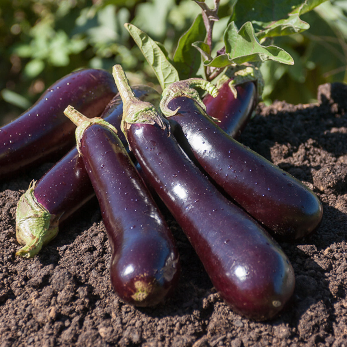 Aubergine ‘Violette de Barbentane’ - Solanum melongena violette de Barbentane - Bakker
