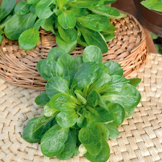 Feldsalat Gala - Bakker