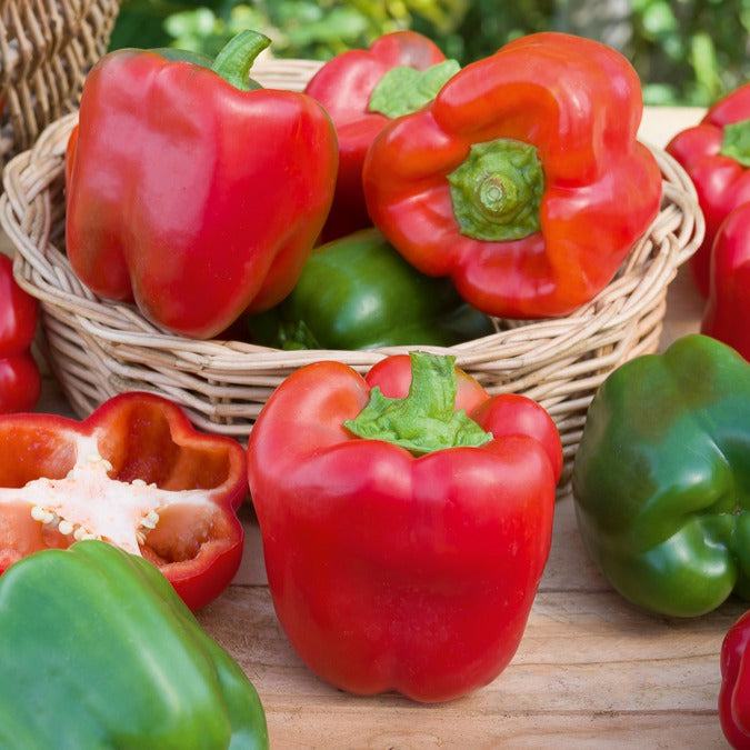 Saatgut Paprika Capsicum 'California Wonder' - Capsicum annuum California  Wonder