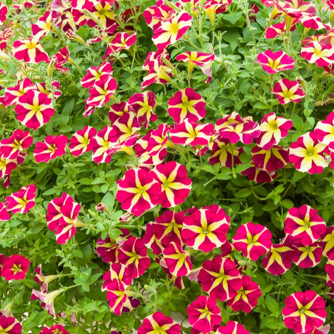 Petunie 'Amore Queen of Hearts' (x3) - Petunia amore queen of hearts