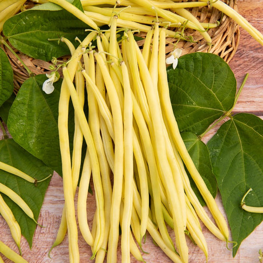 Stangenbohne Monte Gusto - Bakker