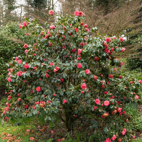 Japanische Kamelie ‘Mathotiana Rosea’