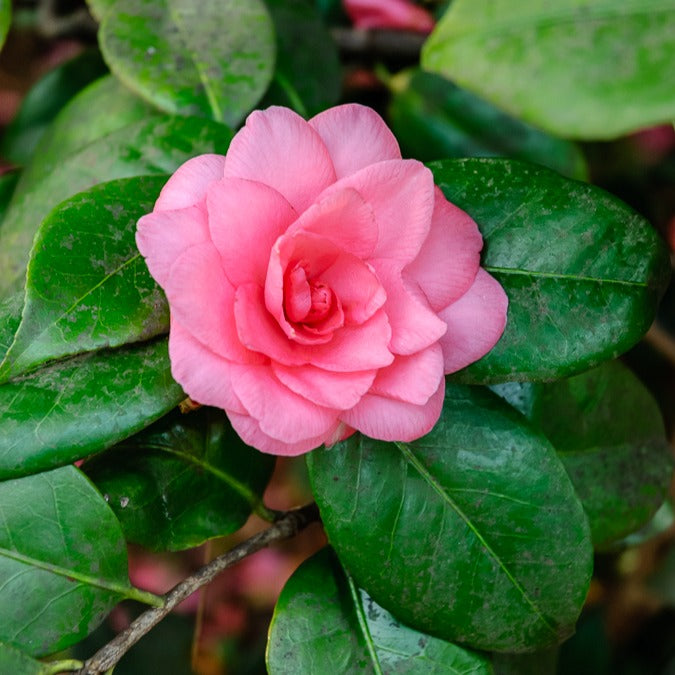 Japanische Kamelie ‘Mathotiana Rosea’