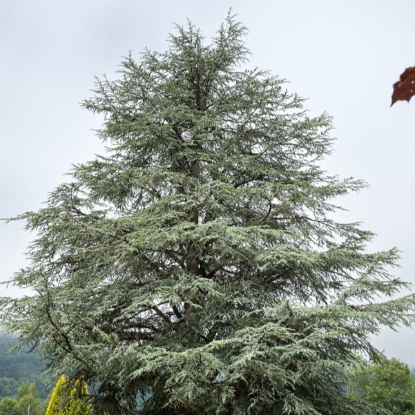 Blaue Atlaszeder - Cedrus atlantica glauca