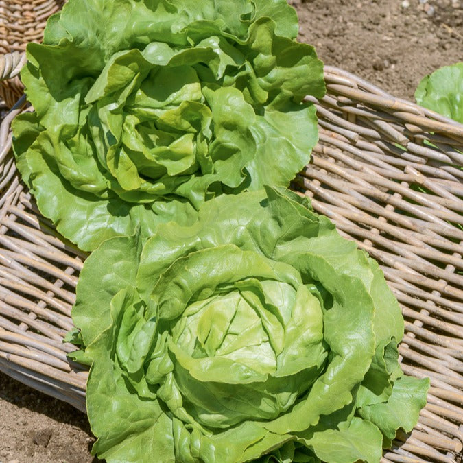 Saatgut Kopfsalat Sylvesta - Lactuca sativa sylvesta