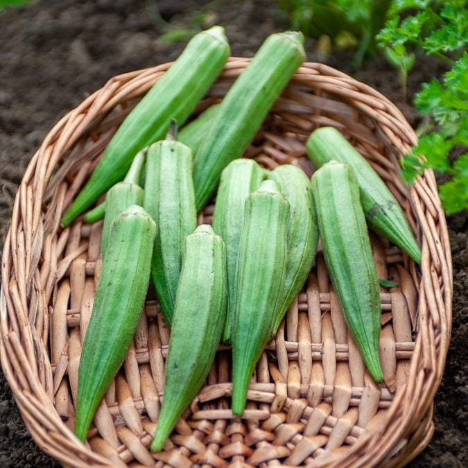 Saatgut Okra - Abelmoschus esculentus