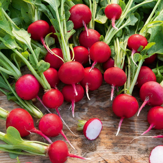 Radieschen 'Saxa 2' - Bakker