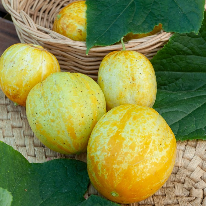 Saatgut Zitronengurke 'Lemon' - Cucumis sativus lemon