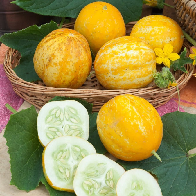 Saatgut Zitronengurke 'Lemon' - Cucumis sativus lemon
