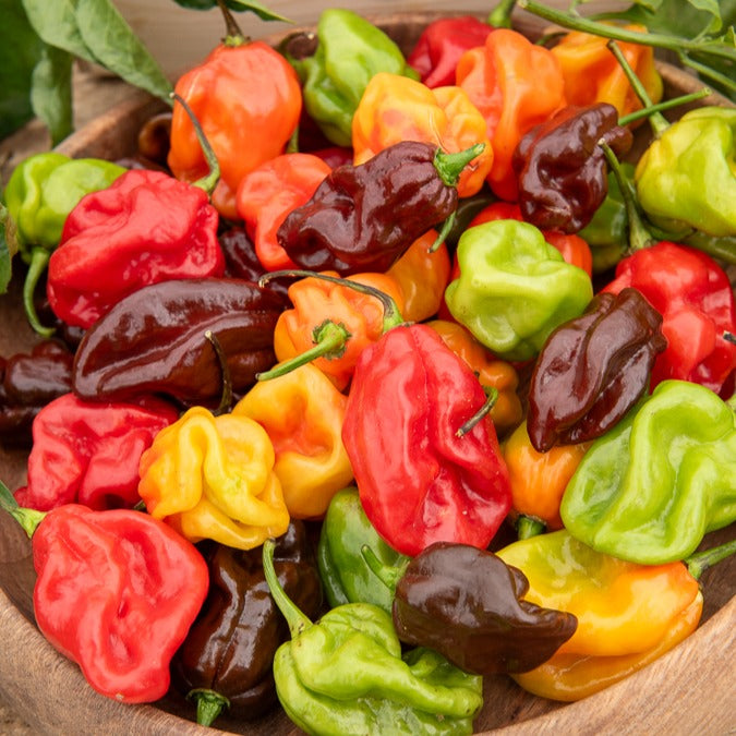 Saatgut Chili 'Habanero' - Capsicum annuum habanero