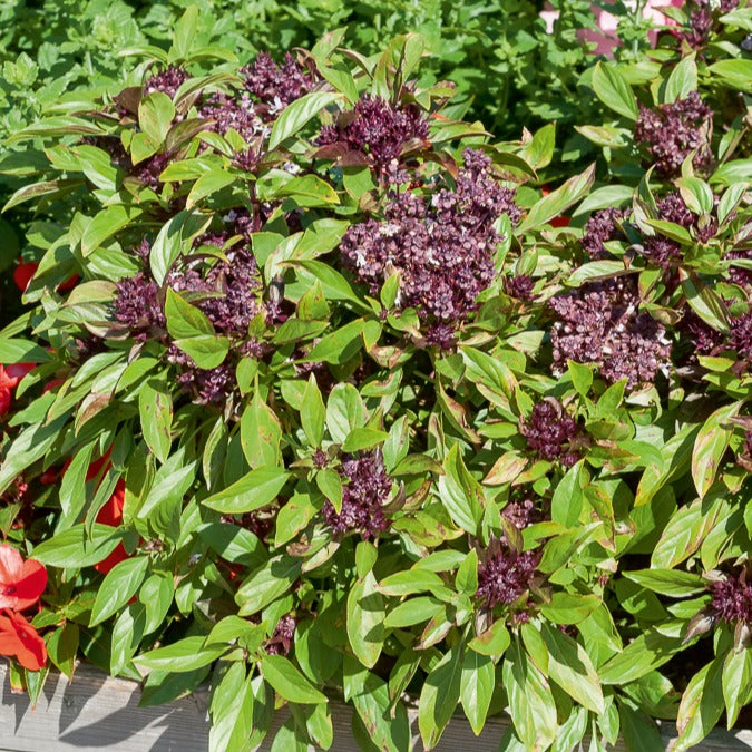 Saatgut Thai-Basilikum Siam Queen - Ocimum basilicum siam queen