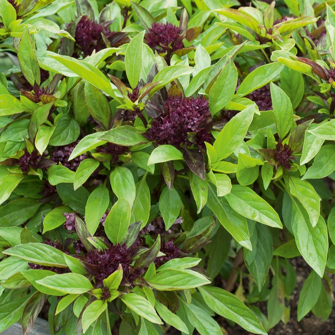 Saatgut Thai-Basilikum Siam Queen - Ocimum basilicum siam queen