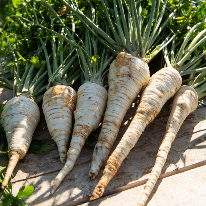 Saatgut Hamburger Petersilie - Petroselinum crispum tuberosum