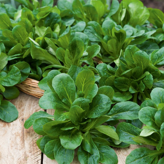 Spinat Neu-Seeland - Tétragone - Bakker