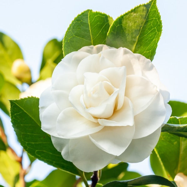 camellia japonica im garten Garten- & Terrassensträucher im Japan-Stil (x3) - Camellia japonica,  Arundinaria murielae, Acer palmatum Atropurpureum