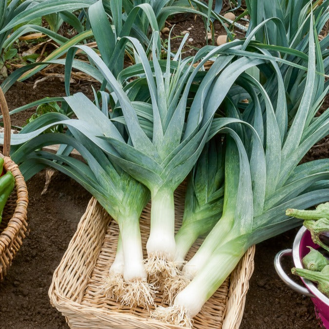 Saatgut Lauch Electra - Allium porrum electra (obtention clause)