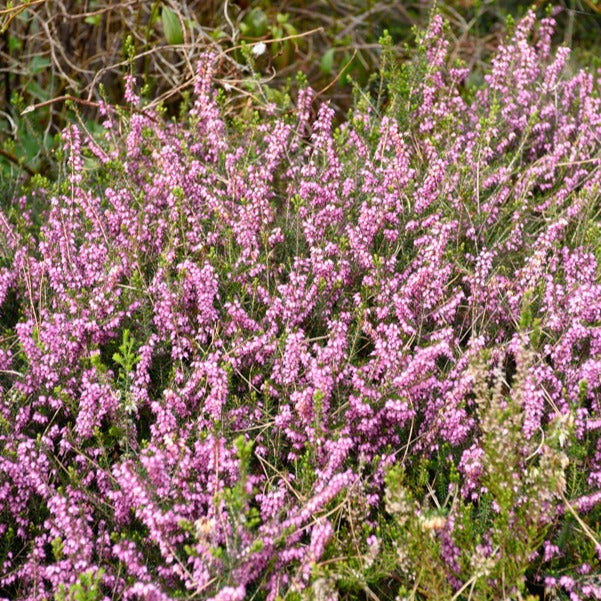 Winterheide Furzey - Erica darleyensis furzey