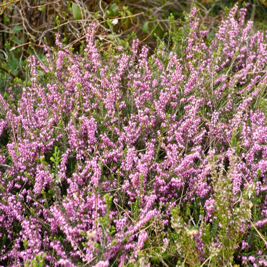 Winterheide Furzey - Bakker