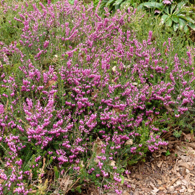 Winterheide Furzey - Erica darleyensis furzey
