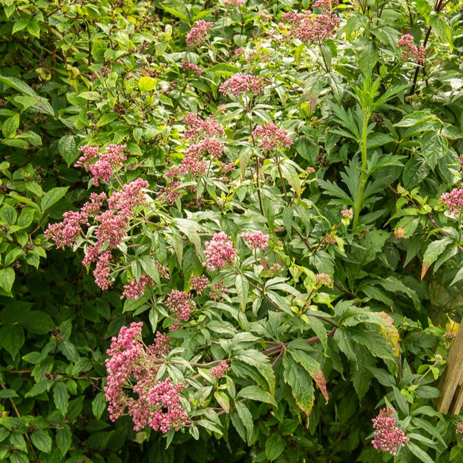 Gewöhnlicher Wasserdost - Eupatorium cannabinum Plenum - Bakker