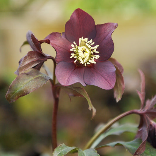 Christrose Black - Bakker