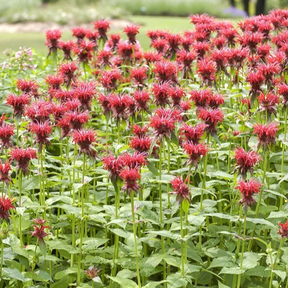 Indianernessel 'Cambridge Scarlet' - Monarda cambridge scarlet - Bakker