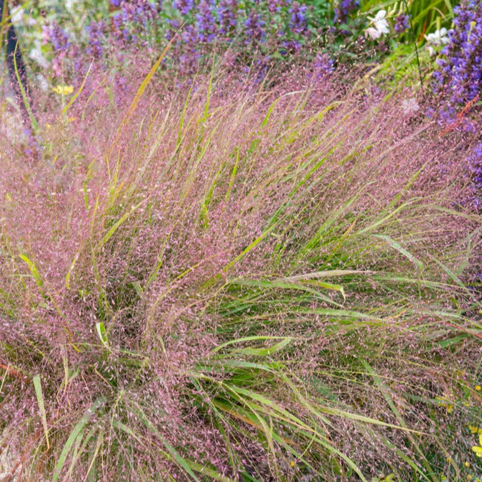 Liebesgras - Eragrostis spectabilis - Bakker