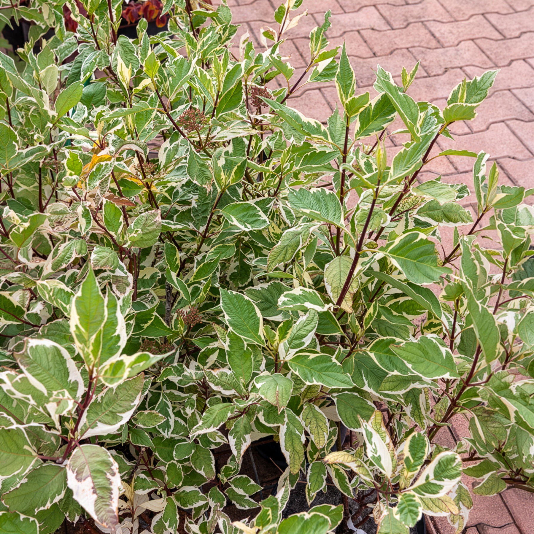 Weißer Hartriegel Elegantissima - Cornus alba elegantissima