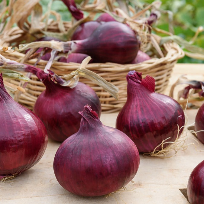 Saatgut Rote Zwiebel Red Baron Bio - Allium cepa red baron