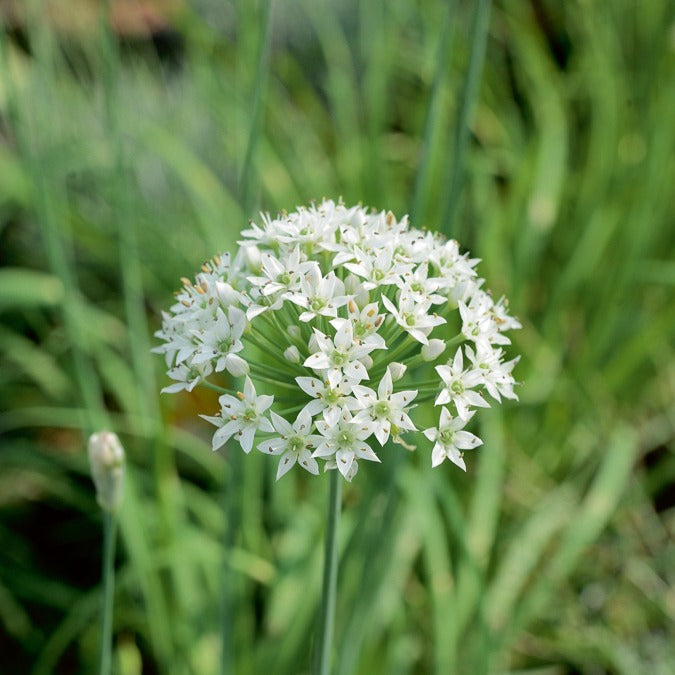 schnittknoblauch düngen Saatgut Schnittknoblauch - Allium tuberosum