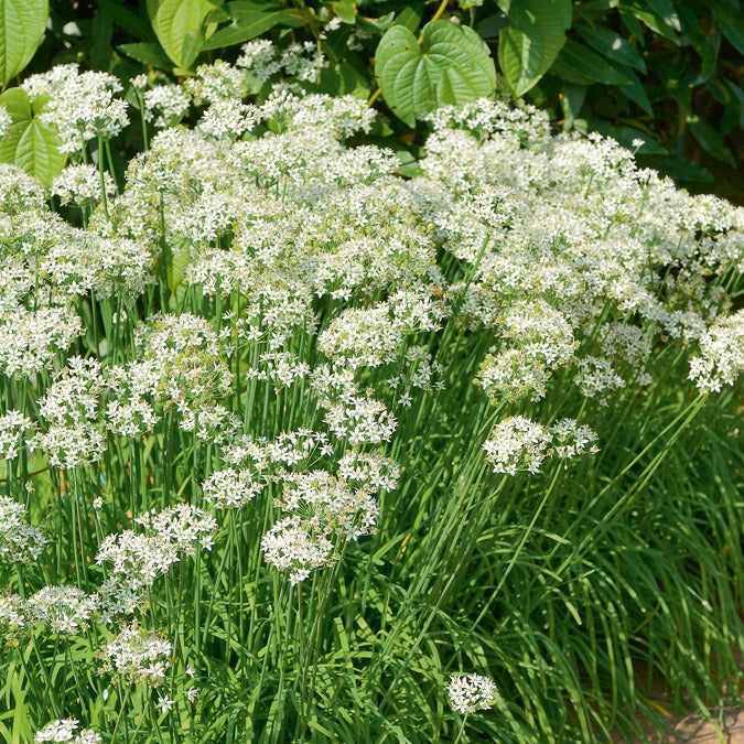 Saatgut Schnittknoblauch - Allium tuberosum