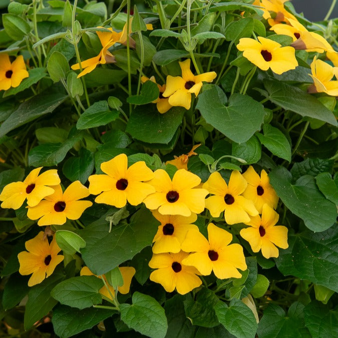 Schwarzäugige Susanne - Thunbergia alata Sunny Susy®