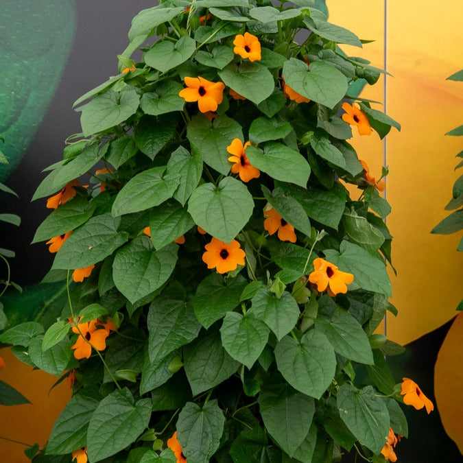 Schwarzäugige Susanne 'Orange' - Thunbergia alata sunny susy®
